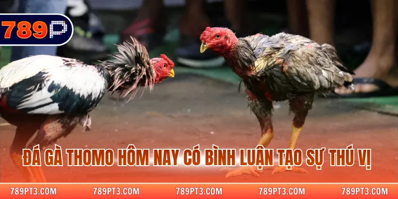 Đá gà thomo hôm nay có bình luận tạo sự thú vị